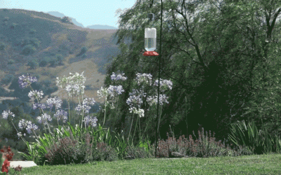 Whoa! Watch a Sneaky Roadrunner Nab a Hummingbird While It’s Feeding