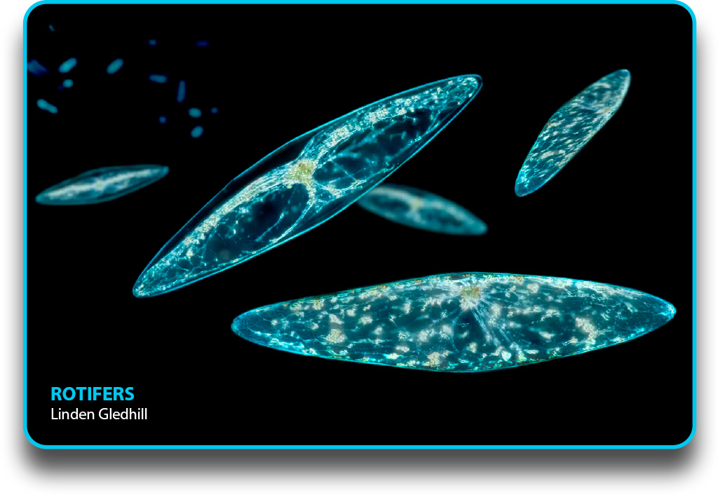 Rotifers by Linden Gledhill feature image.